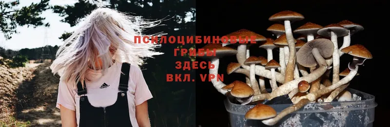 Галлюциногенные грибы Psilocybe  Волоколамск 